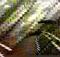 Dorrigo National Park - Maitland Accommodation