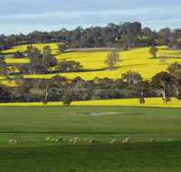 Fini Olives - Maitland Accommodation