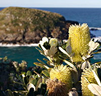 Green Island Walking Track - Maitland Accommodation