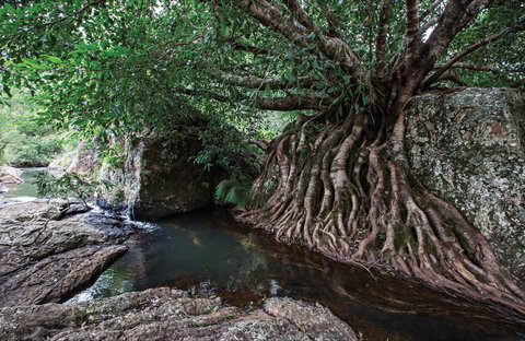 Misty Mountains Wilderness Tracks - Maitland Accommodation 0