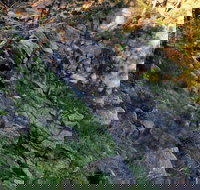 Pine Gully Nature Trail - Maitland Accommodation