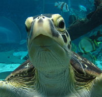 Reef HQ Aquarium - Maitland Accommodation