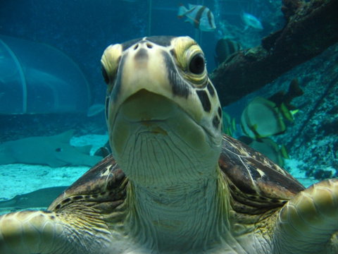 Reef HQ Aquarium - Maitland Accommodation 0