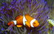 Reef HQ Aquarium - thumb 1