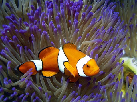 Reef HQ Aquarium - Maitland Accommodation 1