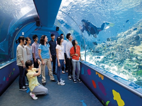 Reef HQ Aquarium - Maitland Accommodation 2