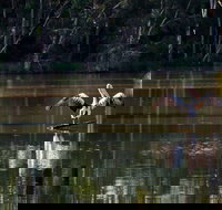 Seaham Swamp Nature Reserve - Maitland Accommodation