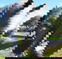 Tailem Bend Rhino Park and Dickson Reserve - Maitland Accommodation