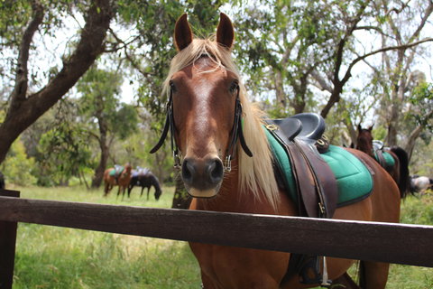 The Ranch - Maitland Accommodation 2