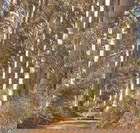 The Great Forest Trees Drive - Maitland Accommodation