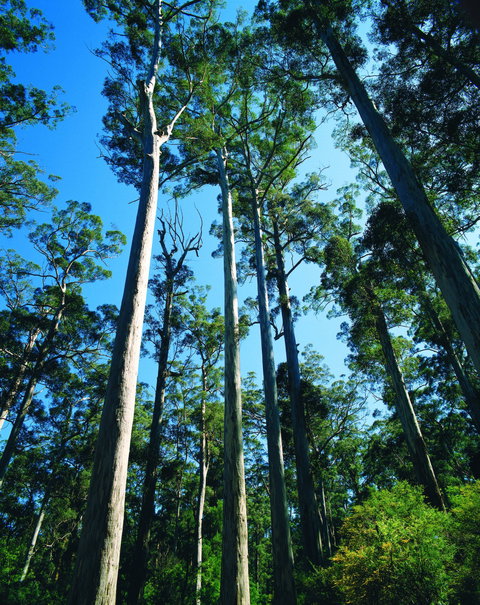 The Four Aces - Maitland Accommodation 0