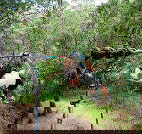 TreeTop Challenge - Maitland Accommodation