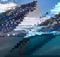 Whale Watching - Maitland Accommodation