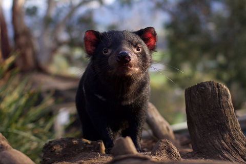 Bonorong Wildlife Sanctuary - Maitland Accommodation 0