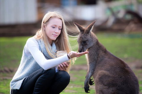 Bonorong Wildlife Sanctuary - Maitland Accommodation 1