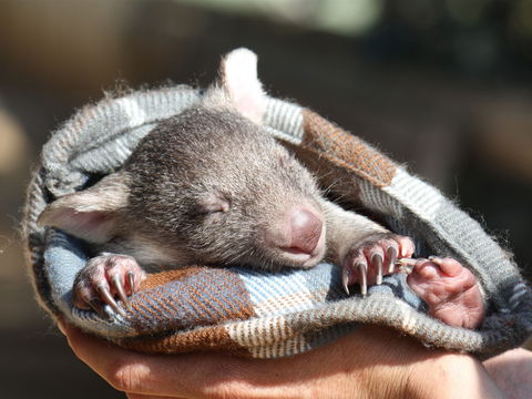 Bonorong Wildlife Sanctuary - Maitland Accommodation 2