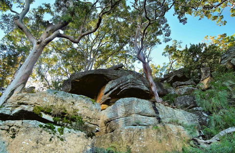 Burrawang Reach Picnic Area - Maitland Accommodation 0