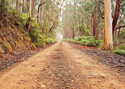 Cycle Mogo State Forest - Maitland Accommodation 1