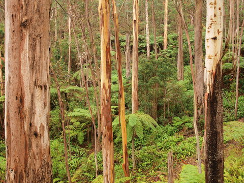 Cycle Mogo State Forest - Maitland Accommodation 2
