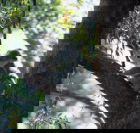 Daisy Hill - Maitland Accommodation