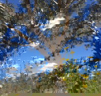 Euroa Arboretum - Maitland Accommodation