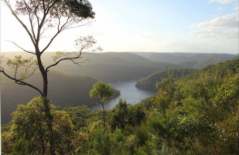 Great North Walk - Berowra Valley National Park - Maitland Accommodation 0