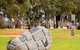 Griffith Centenary Sculptures - thumb 2