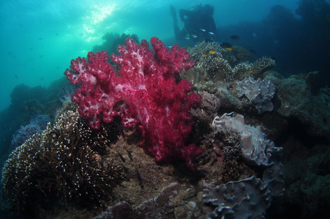 Luncheon Bay Dive Site - Maitland Accommodation 0
