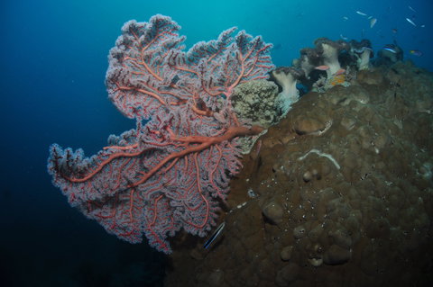 Luncheon Bay Dive Site - Maitland Accommodation 1