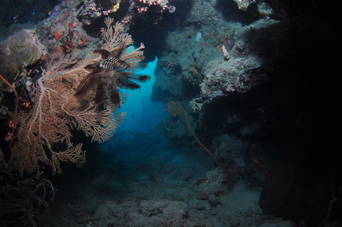 Luncheon Bay Dive Site - Maitland Accommodation 2