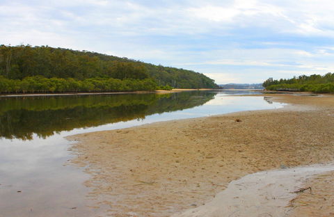 Mangrove Walk - Maitland Accommodation 0