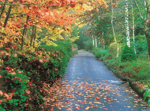 Mount Wilson And Mount Irvine - Maitland Accommodation 0