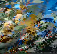 Norseman - Maitland Accommodation