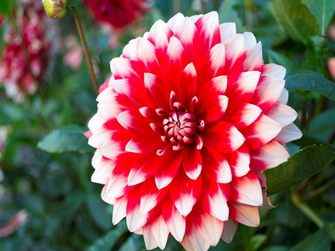 Portland Botanical Gardens - Maitland Accommodation 1