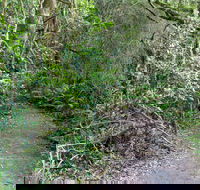 Rainforest Walking Track Roberston Nature Reserve - Maitland Accommodation