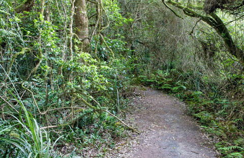 Rainforest Walking Track, Roberston Nature Reserve - Maitland Accommodation 0