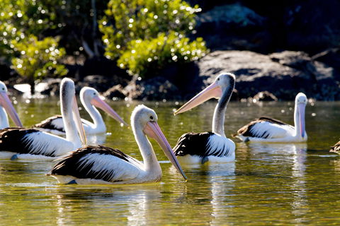 Snorkel Hat Head Creek - Maitland Accommodation 2