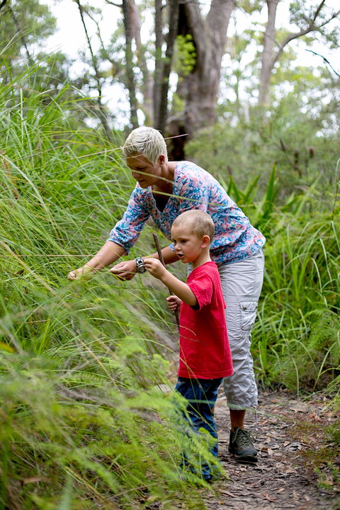 Strickland State Forest - Maitland Accommodation 2
