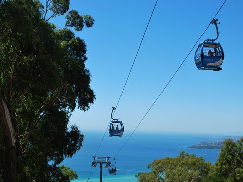 Arthurs Seat Eagle - Maitland Accommodation 0