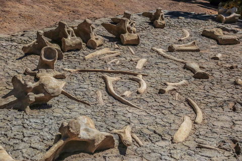 Australian Age Of Dinosaurs - Maitland Accommodation 2