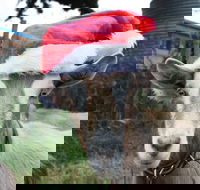 Bream Creek Farmers Market - Maitland Accommodation