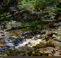 Budderoo National Park - Maitland Accommodation