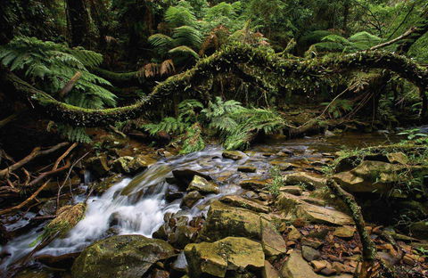 Budderoo National Park - Maitland Accommodation 0