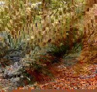 Burrawang Walking Track - Maitland Accommodation