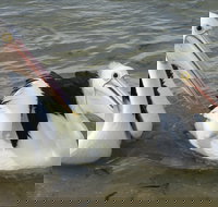 Chinaman Wells - Maitland Accommodation