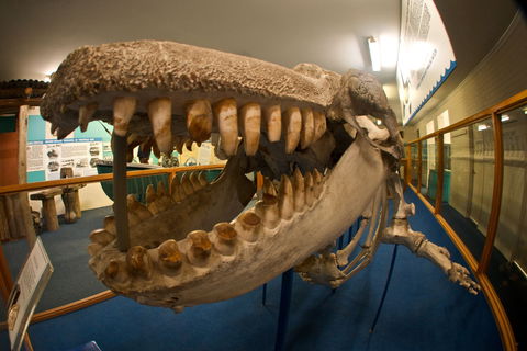 Eden Killer Whale Museum - Maitland Accommodation 0