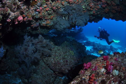Hutchinson Shoal Dive Site - Maitland Accommodation 0