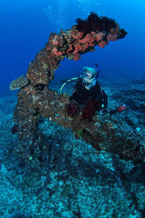 Hutchinson Shoal Dive Site - Maitland Accommodation 1