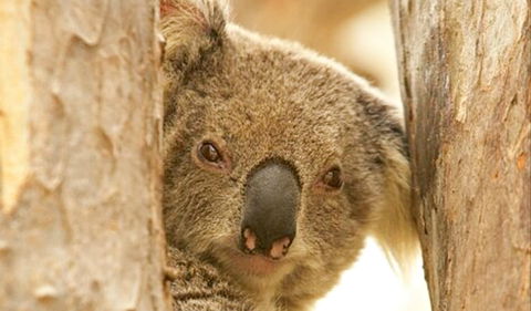 Koala Reserve - Maitland Accommodation 0