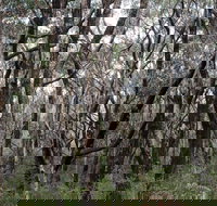 Lookout Hill  Circuit Walk - Maitland Accommodation